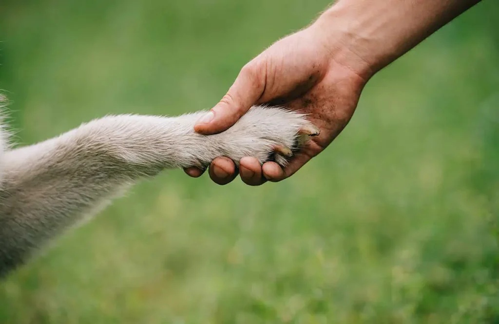 How Do Pets Understand Human Language