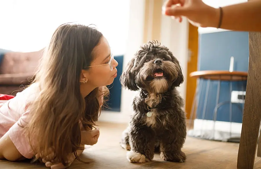 What Are the Key Considerations When Choosing a Pet Sitter