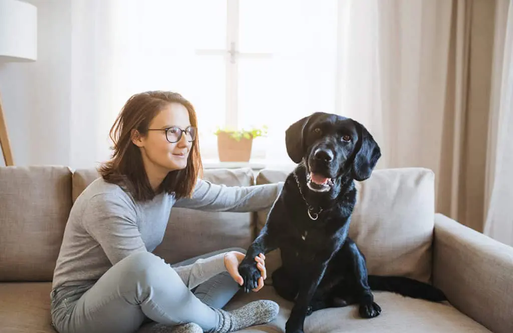 What Are the Key Considerations When Choosing a Pet Sitter