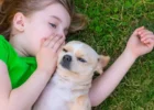 How Do Pets Understand Human Language