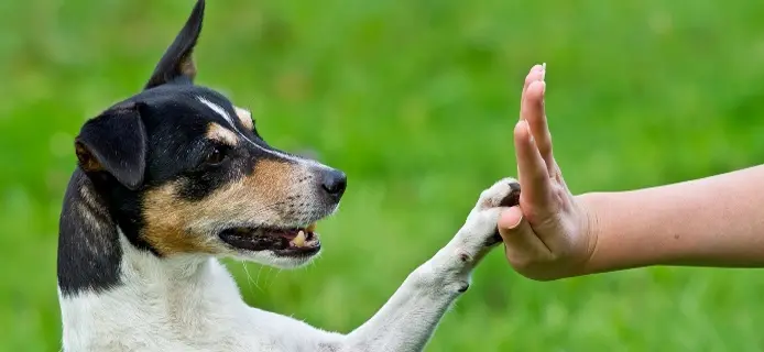 How Do Pets Understand Human Language